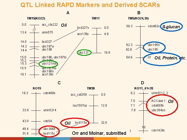 QTL Linked RAPD Markers and Derived SCARs A B TM 15(KO 22) 0. 0