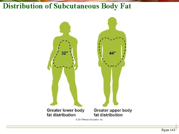 Distribution of Subcutaneous Body Fat Figure 14. 8 