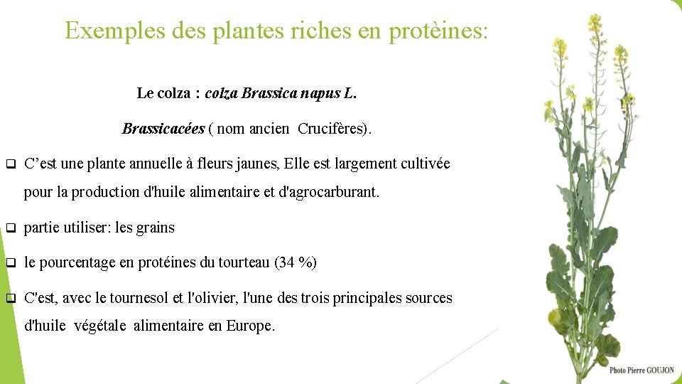 Exemples des plantes riches en protèines: Le colza : colza Brassica napus L. Brassicacées