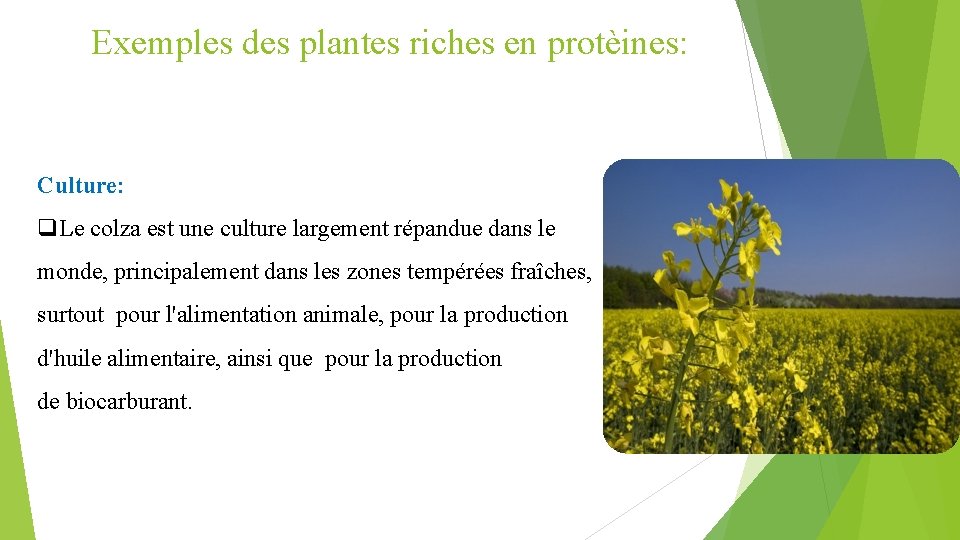 Exemples des plantes riches en protèines: Culture: q. Le colza est une culture largement