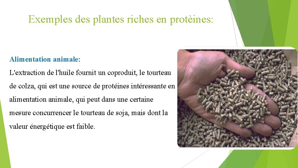 Exemples des plantes riches en protèines: Alimentation animale: L'extraction de l'huile fournit un coproduit,