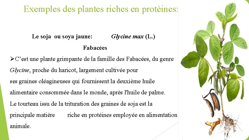 Exemples des plantes riches en protèines: Le soja ou soya jaune: Glycine max (L.