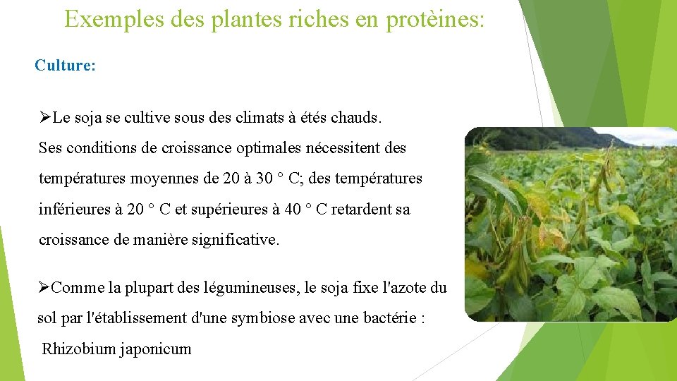 Exemples des plantes riches en protèines: Culture: ØLe soja se cultive sous des climats