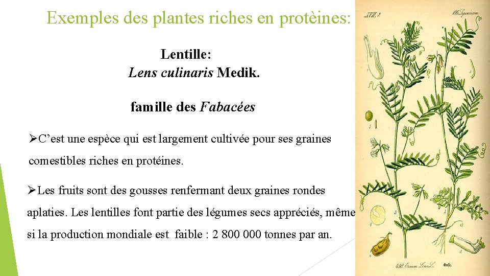 Exemples des plantes riches en protèines: Lentille: Lens culinaris Medik. famille des Fabacées ØC’est