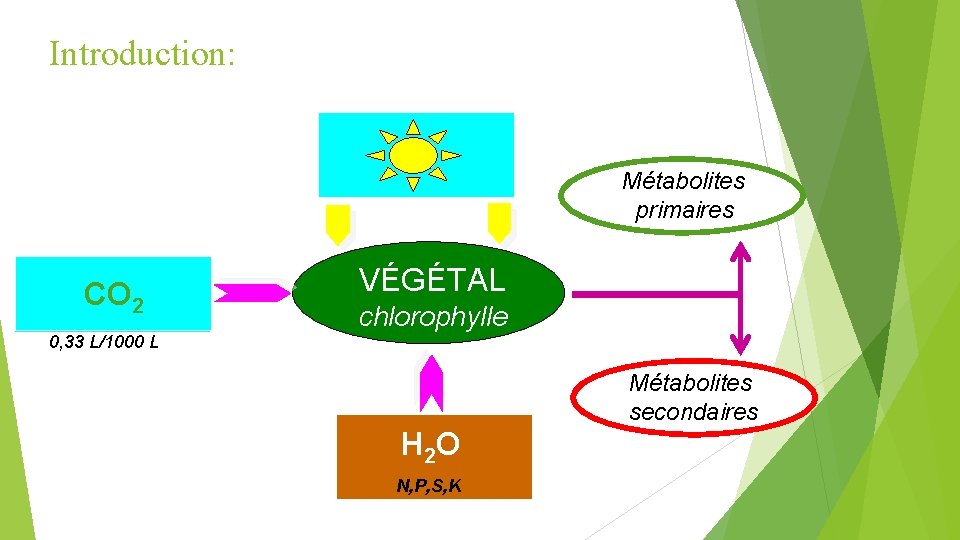 Introduction: Métabolites primaires CO 2 0, 33 L/1000 L VÉGÉTAL chlorophylle Métabolites secondaires H