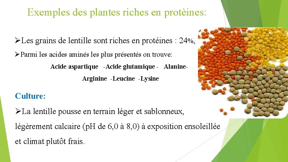 Exemples des plantes riches en protèines: ØLes grains de lentille sont riches en protéines