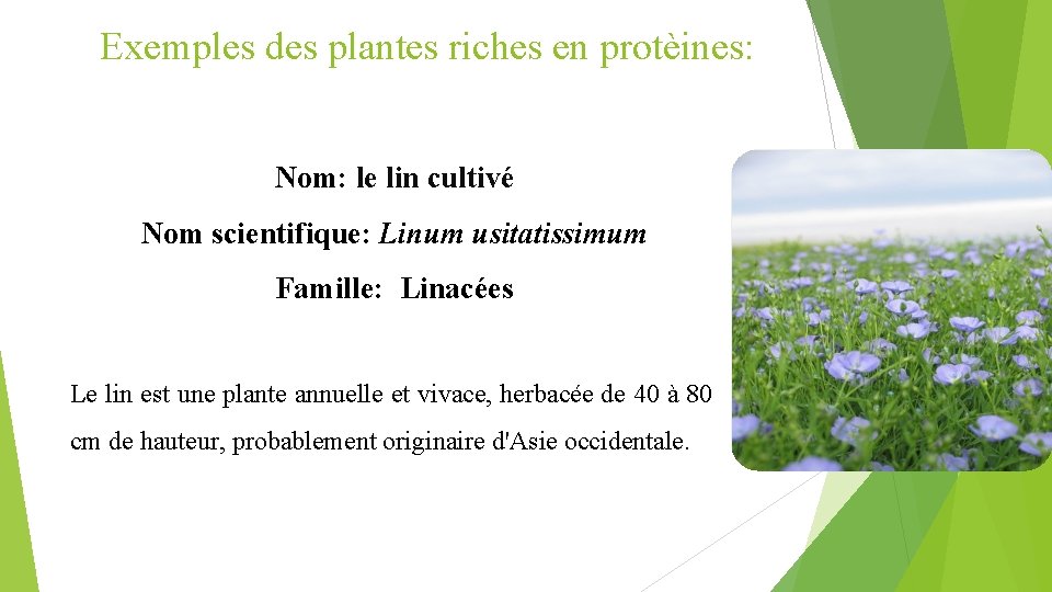 Exemples des plantes riches en protèines: Nom: le lin cultivé Nom scientifique: Linum usitatissimum