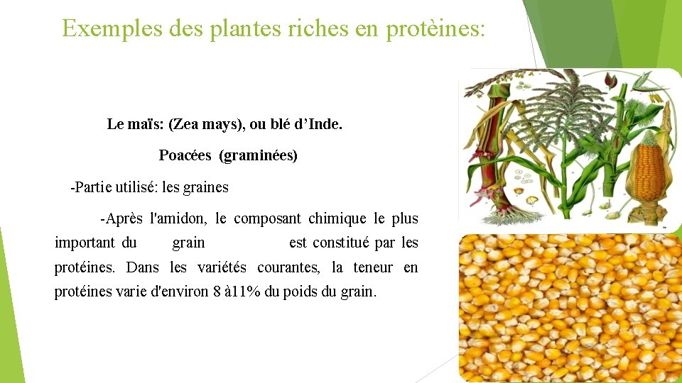 Exemples des plantes riches en protèines: Le maïs: (Zea mays), ou blé d’Inde. Poacées