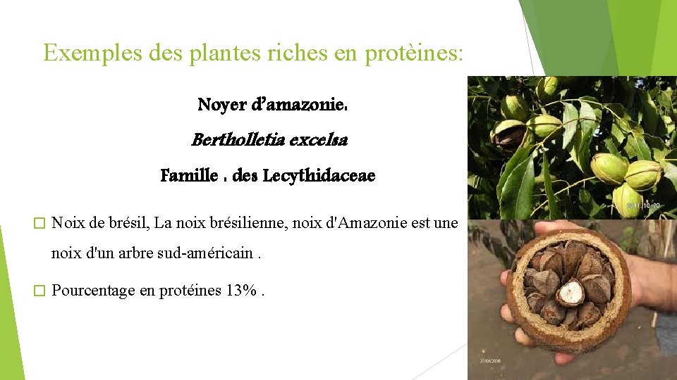 Exemples des plantes riches en protèines: Noyer d’amazonie: Bertholletia excelsa Famille : des Lecythidaceae