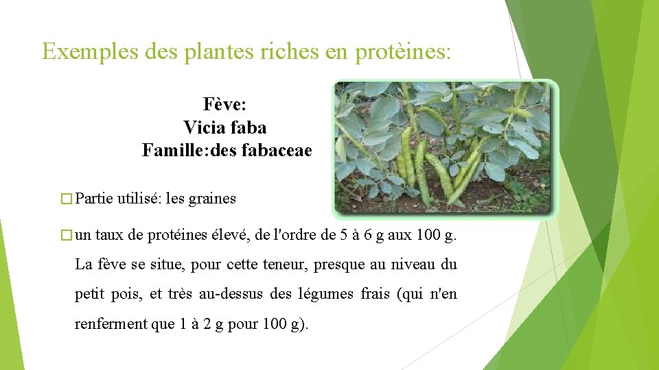 Exemples des plantes riches en protèines: Fève: Vicia faba Famille: des fabaceae � Partie