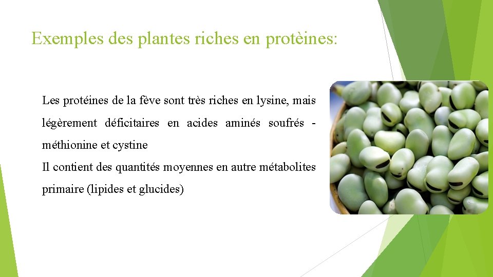 Exemples des plantes riches en protèines: Les protéines de la fève sont très riches