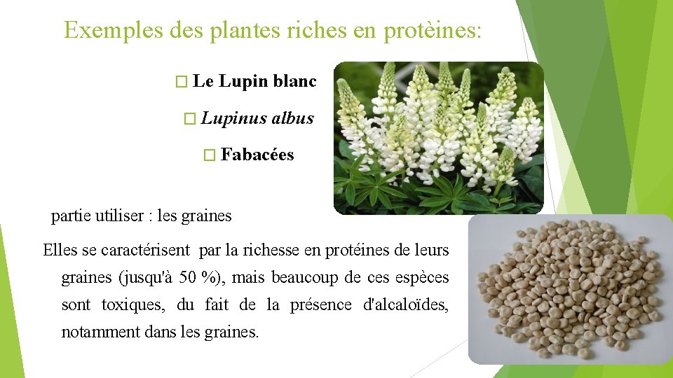 Exemples des plantes riches en protèines: � Le Lupin blanc � Lupinus albus �