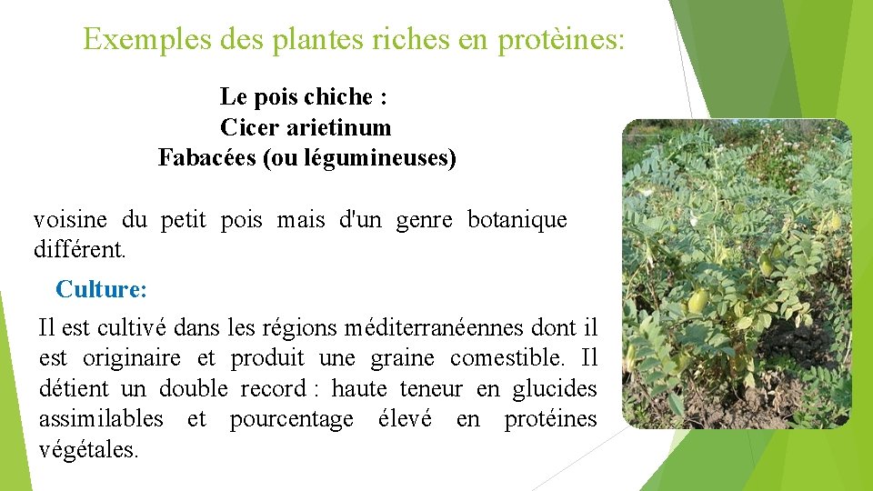 Exemples des plantes riches en protèines: Le pois chiche : Cicer arietinum Fabacées (ou