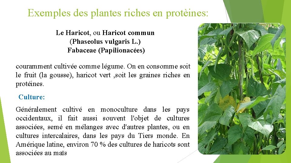 Exemples des plantes riches en protèines: Le Haricot, ou Haricot commun (Phaseolus vulgaris L.