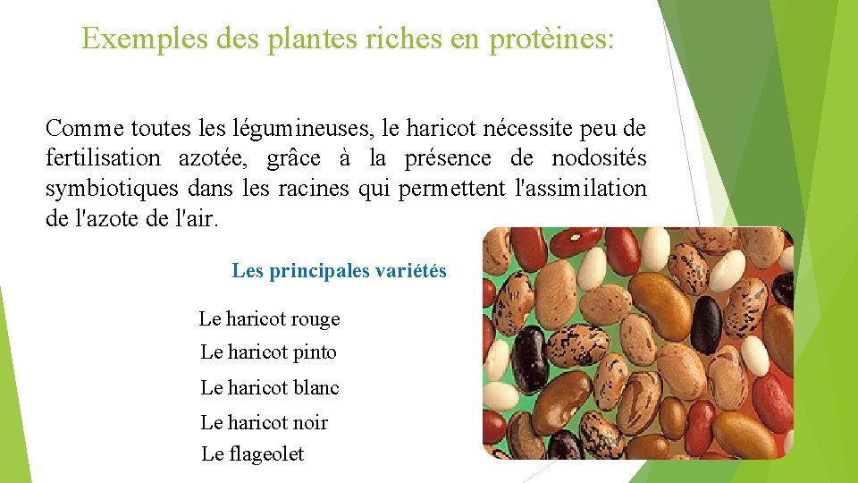 Exemples des plantes riches en protèines: Comme toutes légumineuses, le haricot nécessite peu de