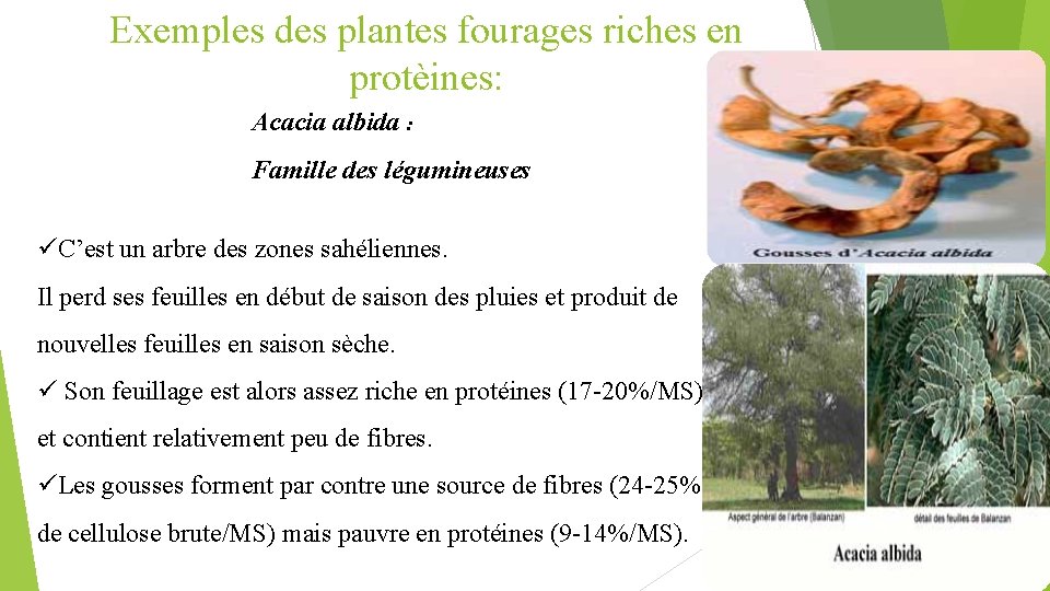 Exemples des plantes fourages riches en protèines: Acacia albida : Famille des légumineuses üC’est