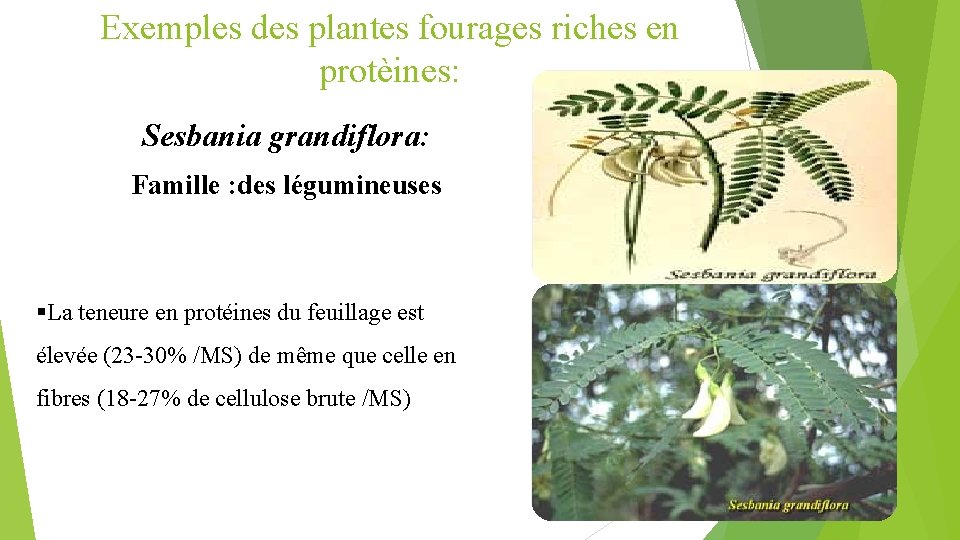 Exemples des plantes fourages riches en protèines: Sesbania grandiflora: Famille : des légumineuses §La