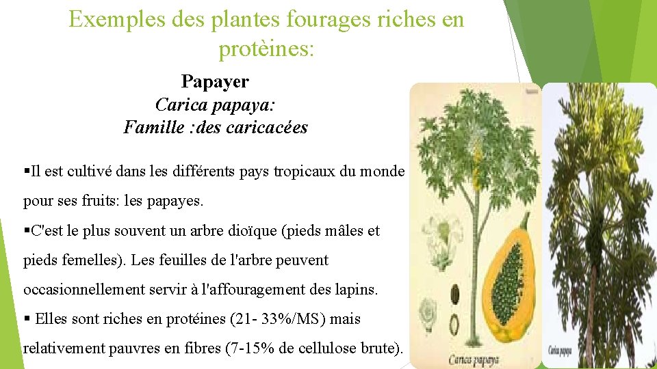 Exemples des plantes fourages riches en protèines: Papayer Carica papaya: Famille : des caricacées