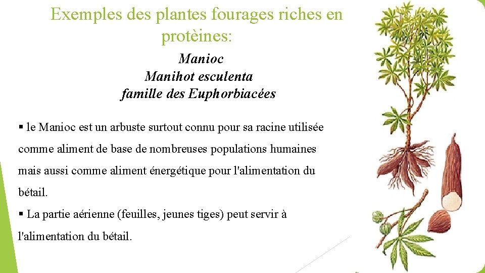 Exemples des plantes fourages riches en protèines: Manioc Manihot esculenta famille des Euphorbiacées §