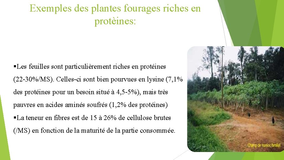 Exemples des plantes fourages riches en protèines: §Les feuilles sont particulièrement riches en protéines