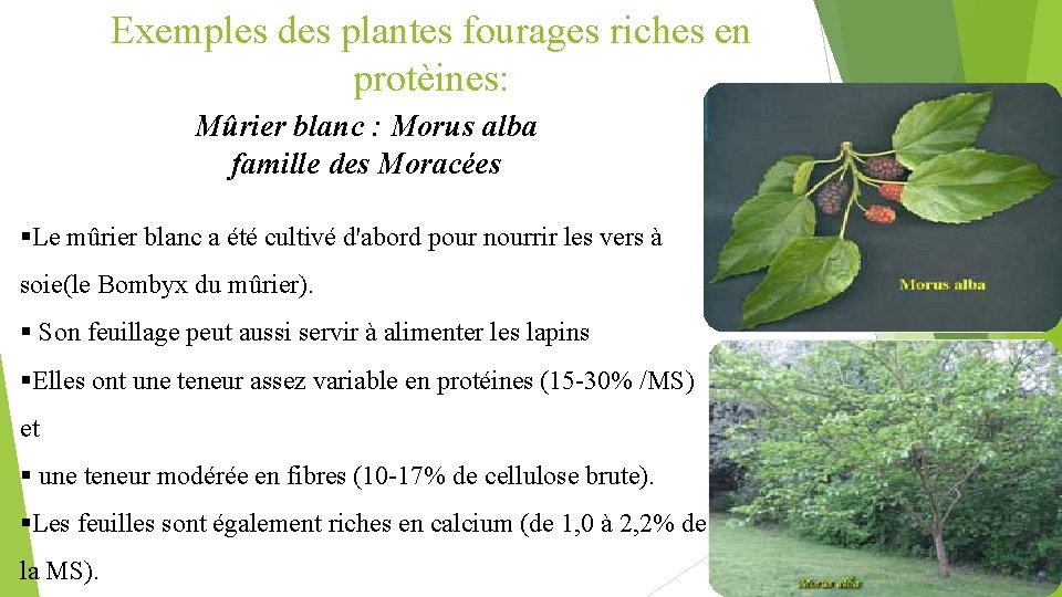 Exemples des plantes fourages riches en protèines: Mûrier blanc : Morus alba famille des