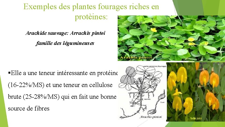 Exemples des plantes fourages riches en protèines: Arachide sauvage: Arrachis pintoi famille des légumineuses