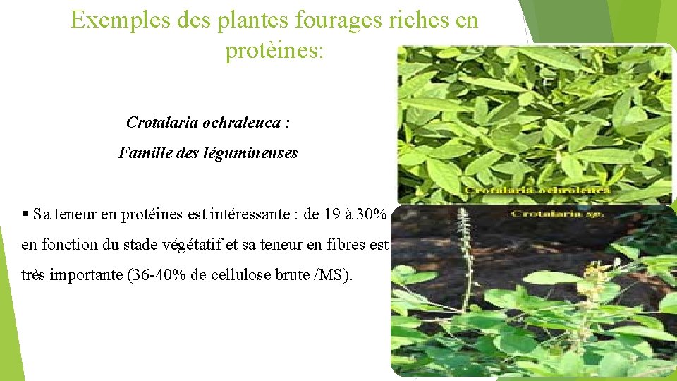 Exemples des plantes fourages riches en protèines: Crotalaria ochraleuca : Famille des légumineuses §