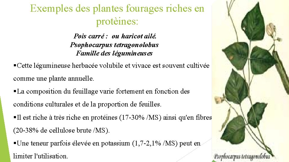 Exemples des plantes fourages riches en protèines: Pois carré : ou haricot ailé. Psophocarpus