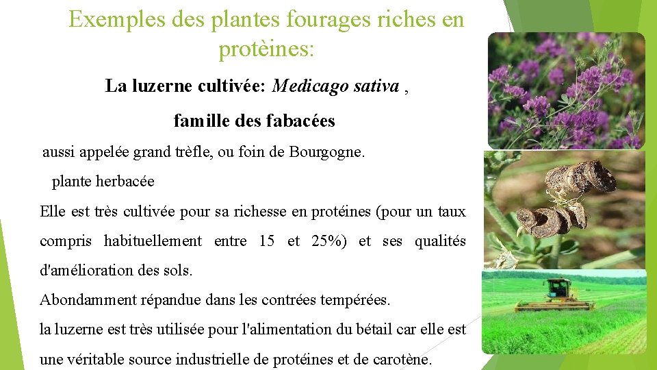 Exemples des plantes fourages riches en protèines: La luzerne cultivée: Medicago sativa , famille