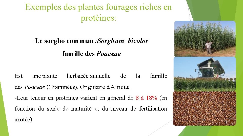 Exemples des plantes fourages riches en protèines: -Le sorgho commun : Sorghum bicolor famille