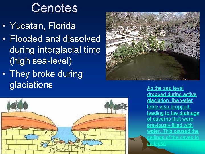 Cenotes • Yucatan, Florida • Flooded and dissolved during interglacial time (high sea-level) •