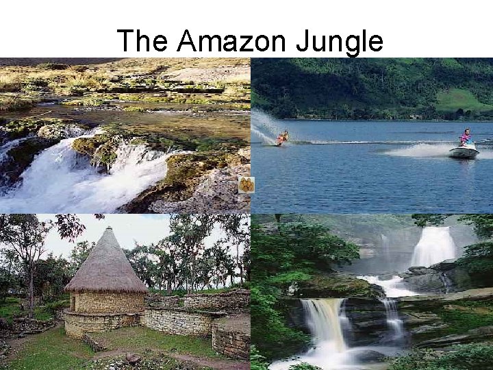 The Amazon Jungle 