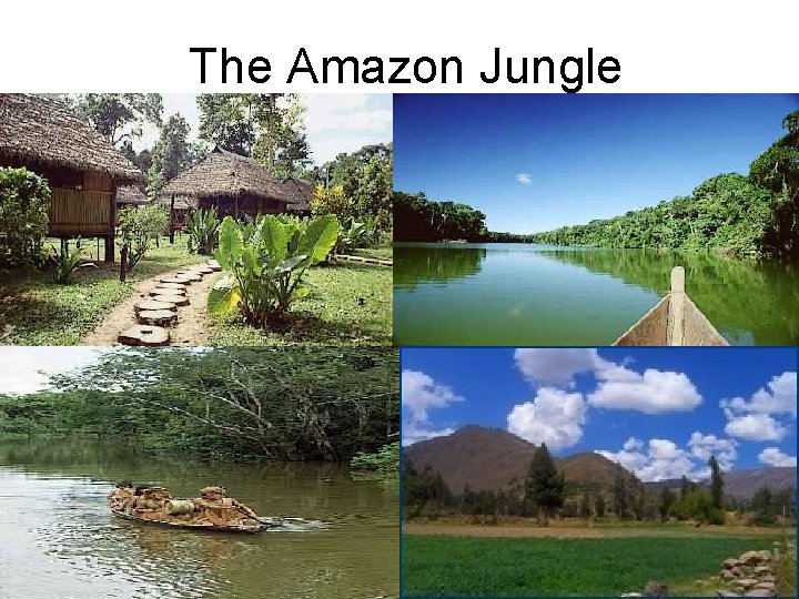 The Amazon Jungle 