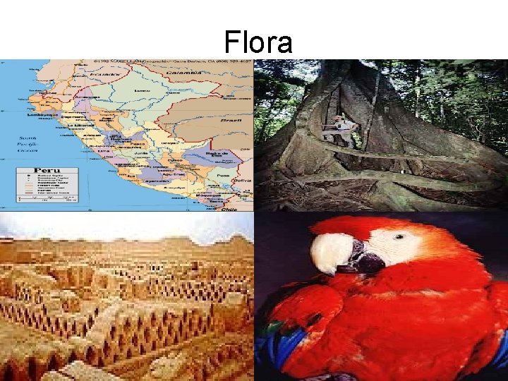 Flora 