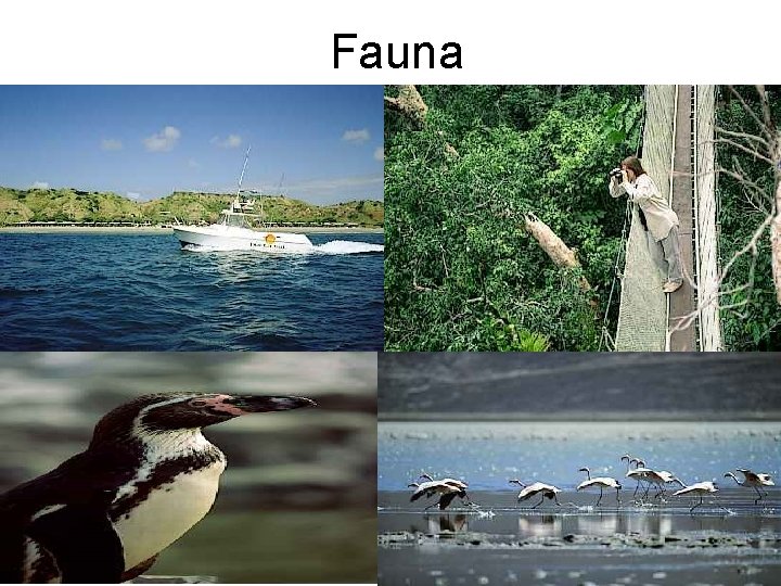 Fauna 