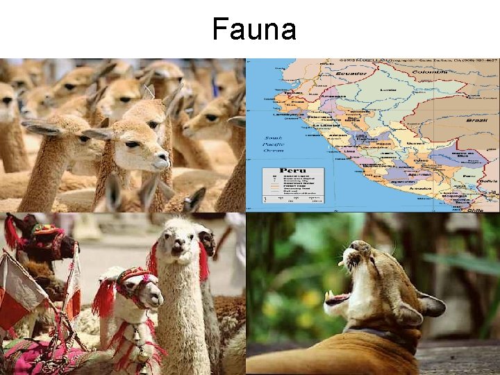 Fauna 