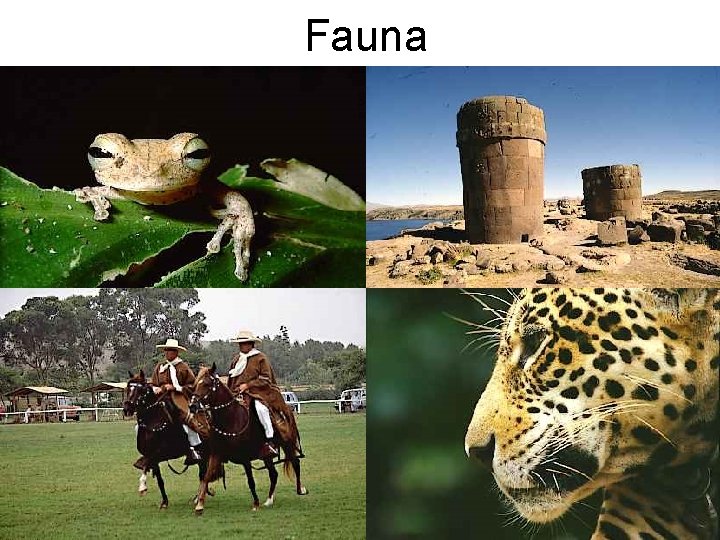 Fauna 