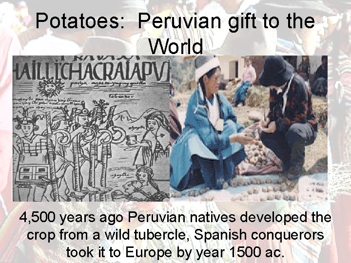 Potatoes: Peruvian gift to the World 4, 500 years ago Peruvian natives developed the