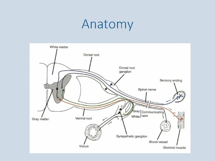 Anatomy 