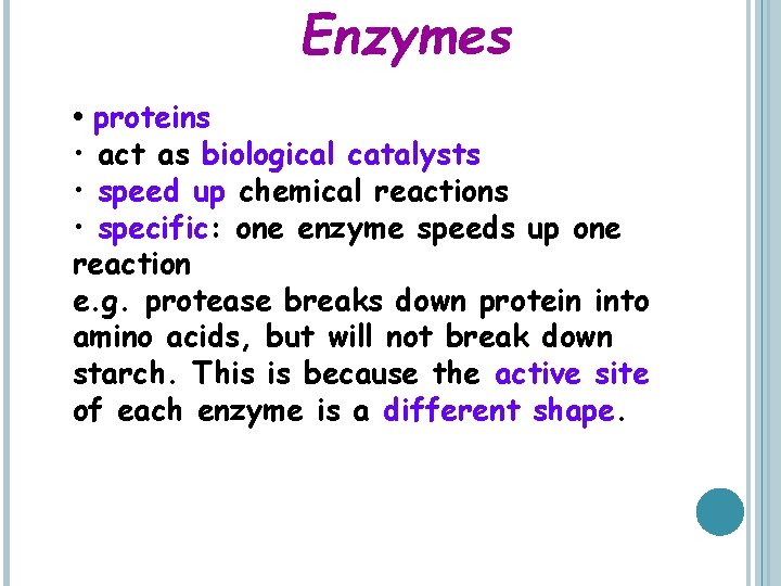 Enzymes • proteins • act as biological catalysts • speed up chemical reactions •