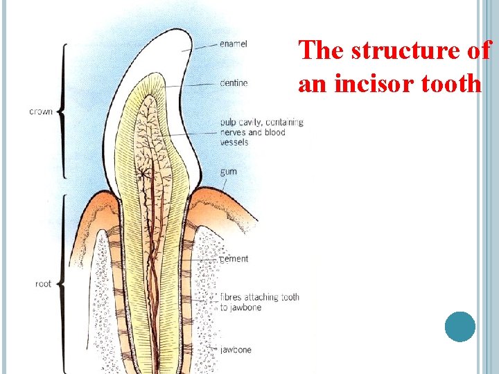The structure of an incisor tooth 
