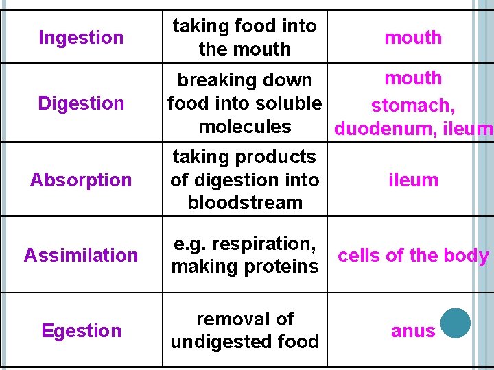 Ingestion Digestion Absorption Assimilation Egestion taking food into the mouth breaking down food into