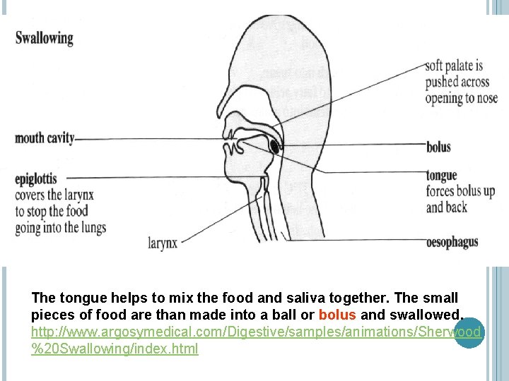 The tongue helps to mix the food and saliva together. The small pieces of