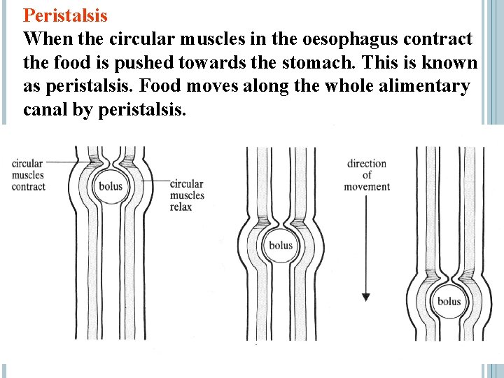 Peristalsis When the circular muscles in the oesophagus contract the food is pushed towards