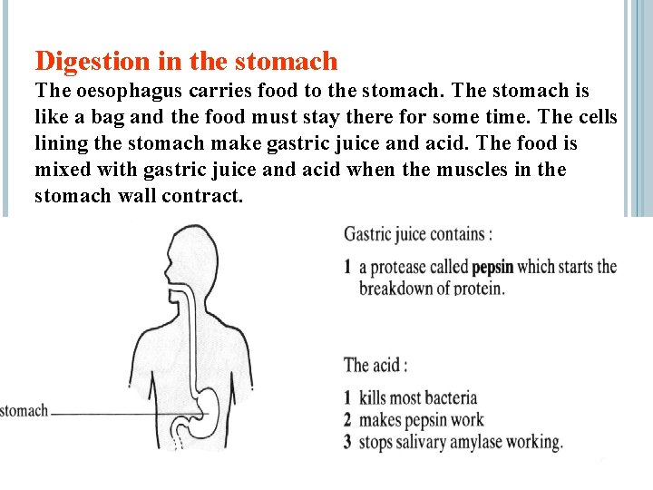 Digestion in the stomach The oesophagus carries food to the stomach. The stomach is
