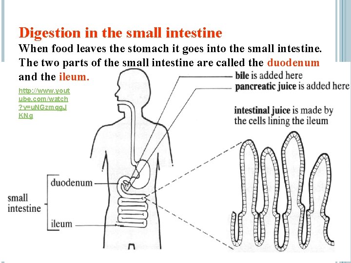Digestion in the small intestine When food leaves the stomach it goes into the