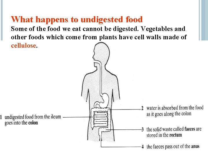 What happens to undigested food Some of the food we eat cannot be digested.