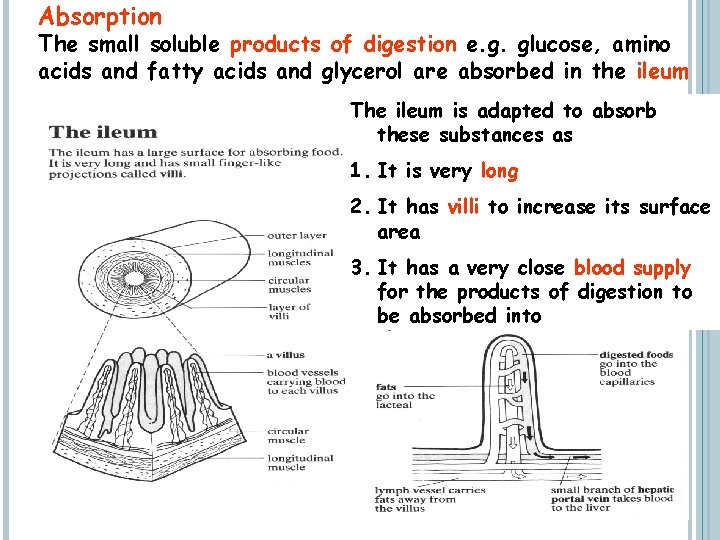 Absorption The small soluble products of digestion e. g. glucose, amino acids and fatty