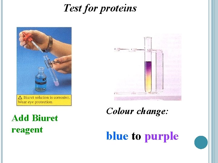Test for proteins Add Biuret reagent Colour change: blue to purple 