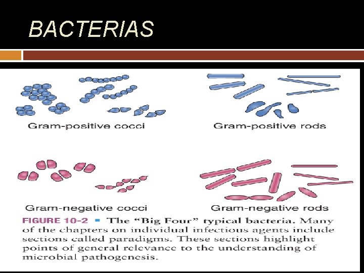 BACTERIAS 